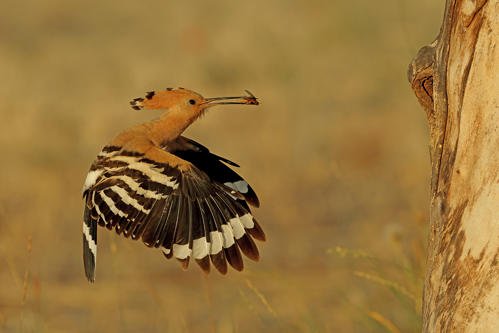 HOOPOE HAS INSECT